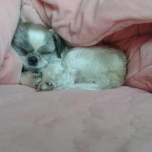 인천청라 연회색시츄 찾아주세요