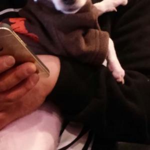 서울,송파구))우리봄이를 찾아주세요 ㅠㅠ