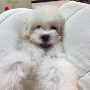 서울,송파구))우리봄이를 찾아주세요 ㅠㅠ