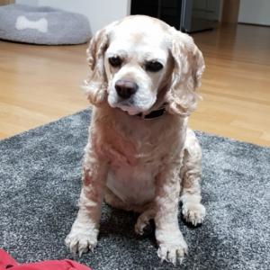 강아지 데리고 왔어요