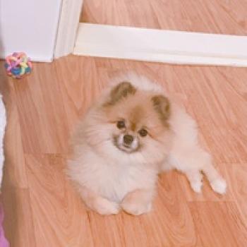 포메라니안 찾습니다