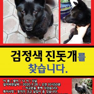 검정색진돗개를 찾습니다.