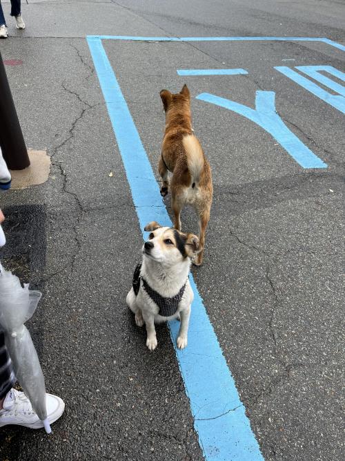 양산 동원과학기술대학교 앞에서 강아지 두마리 잃어버리신 주인을 찾습니다  강아지들이 엄청순하고 주인만 기다려요ㅠㅠ 비도오는데 제발 찾아주세요