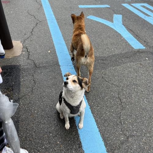 양산 동원과학기술대학교 앞에서 강아지 두마리 잃어버리신 주인을 찾습니다  강아지들이 엄청순하고 주인만 기다려요ㅠㅠ 비도오는데 제발 찾아주세요