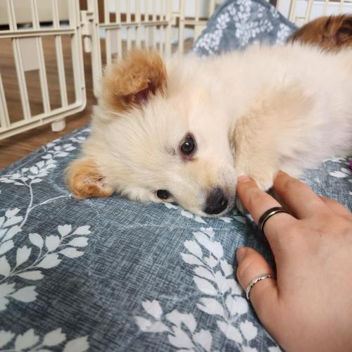 순하디순한 믹스견 아기남매 분양해요😇😇