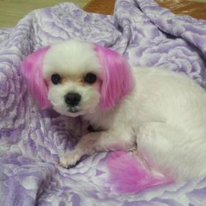 광주 북구 일곡동 현대1차 아파트에서 말티즈 강아지를 잃어버렸어요