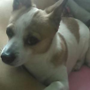 강아지를 잃어버렸어요