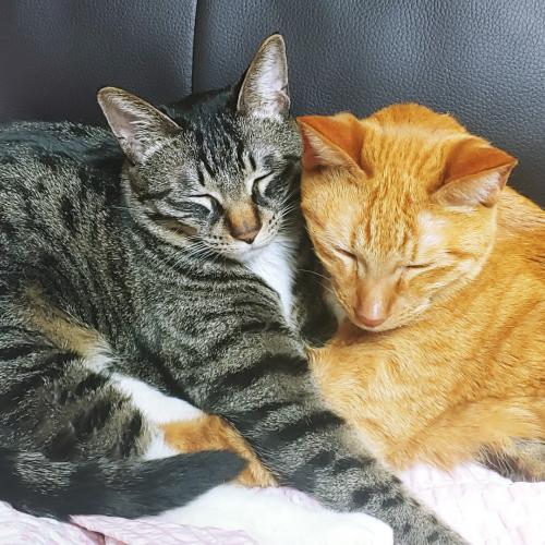 우리 이쁜 아이들의 새로운 가족이 되어주실분