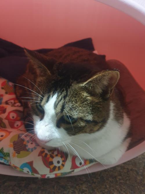 상무지구 청소년문화교육원 건너편서 버려진것같은 고양이 구웟어요