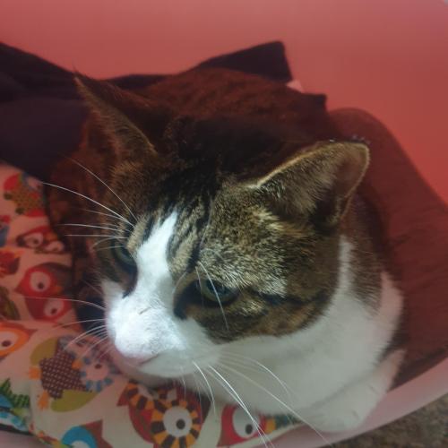 상무지구 청소년문화교육원 건너편서 버려진것같은 고양이 구웟어요