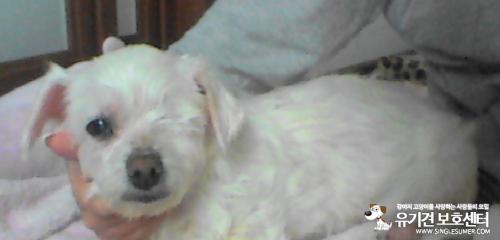 경산시 백천동 말티즈(여) 임시보호중