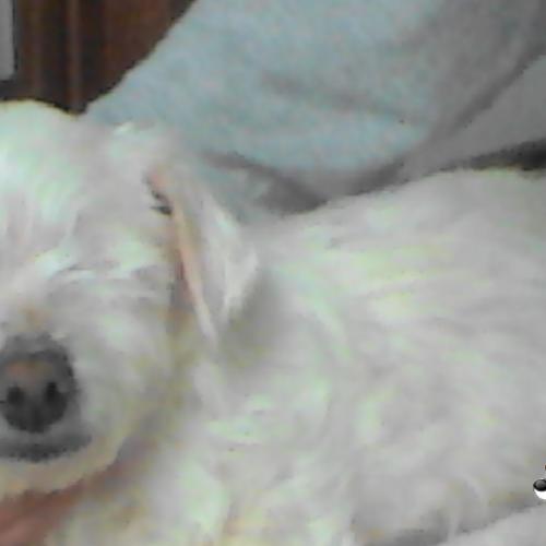 경산시 백천동 말티즈(여) 임시보호중