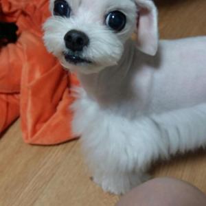 강아지 찾습니다