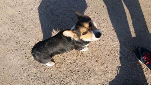 경기도 고양시 덕양구 토당동 충장공원에서 발견한 웰시코기