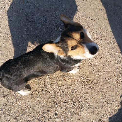 경기도 고양시 덕양구 토당동 충장공원에서 발견한 웰시코기