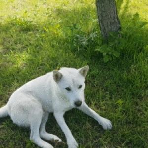 쿠팡옆공원에 살던 흰진도견 찾음. 사례합니다.