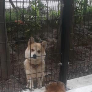 오산시 서동 웰시코기같은데 단미안되어있습니다