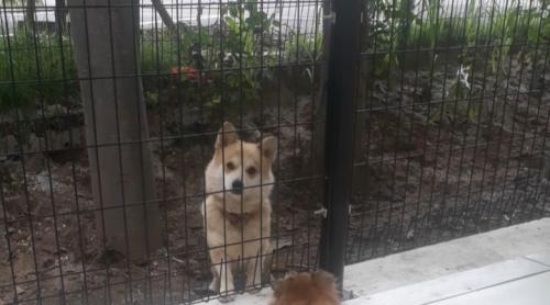 오산시 서동 웰시코기같은데 단미안되어있습니다