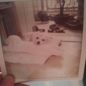 강동구 가래여울에서 방울이을 잃어버렸습니다