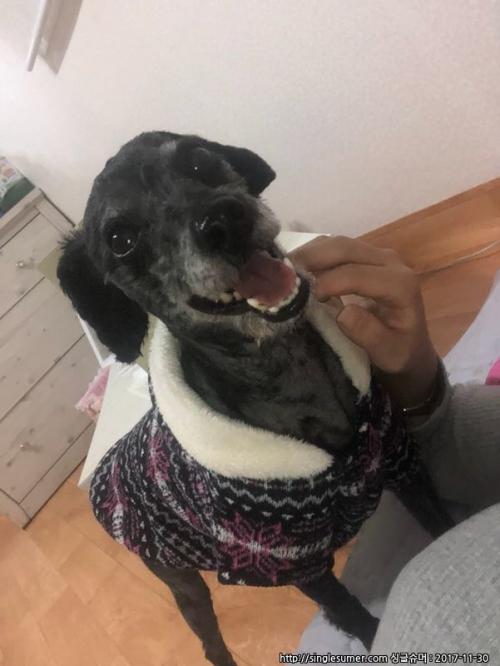 4살 블랙푸들 분양합니다