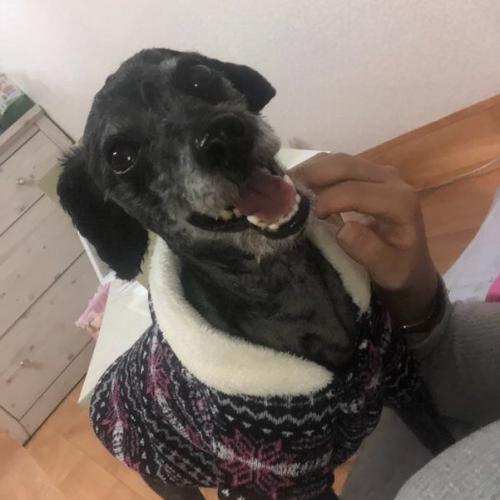 4살 블랙푸들 분양합니다