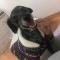 4살 블랙푸들 분양합니다