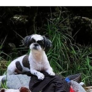 탄이를찾습니다(탄이찾았습니다)