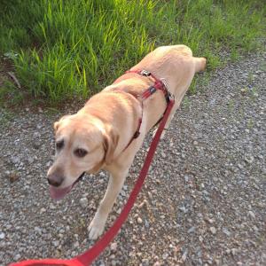 남원시에서 리트리버를 찾습니다  (라브라도 리트리버 짱구)