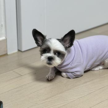 호두를 찾습니다