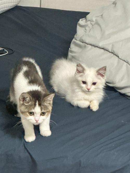 이쁘고 말 잘듣는 랙돌 보내요 ㅠ