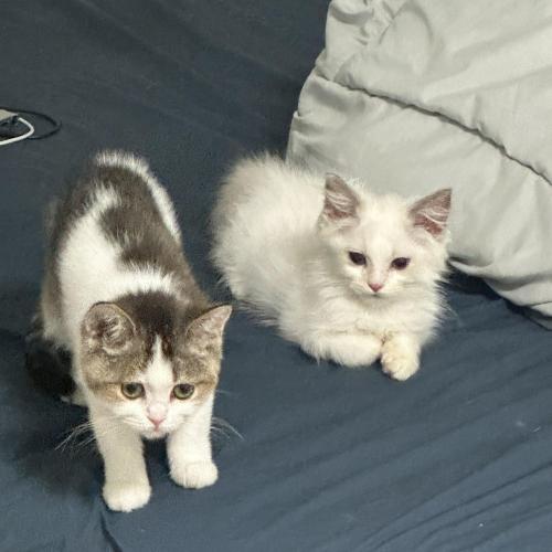 이쁘고 말 잘듣는 랙돌 보내요 ㅠ