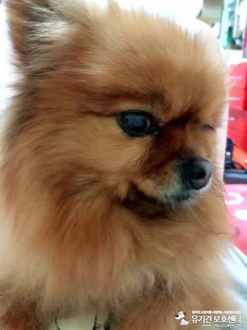 [대구 동성로] 갈색 포메 잃어버리신분
