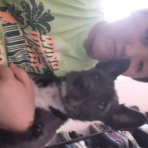 증산동에서 잃어버린 둥짝이를 찾습니다.