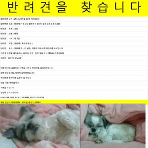 인천청라 연회색시츄 잃어버렷습니다