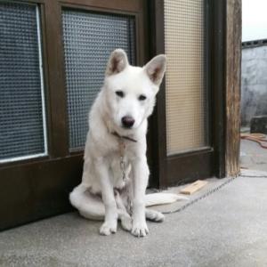 춘천 후평동 찌깐이를 찾아요