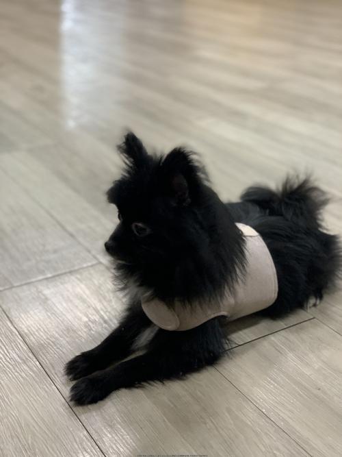 강이지를 보호중입니다.(수원시 권선구 세류동)