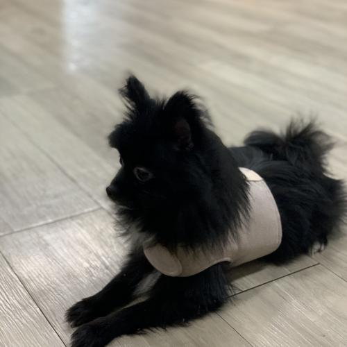 강이지를 보호중입니다.(수원시 권선구 세류동)