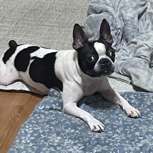 저희 집 강아지가 집을 탈출했어요..