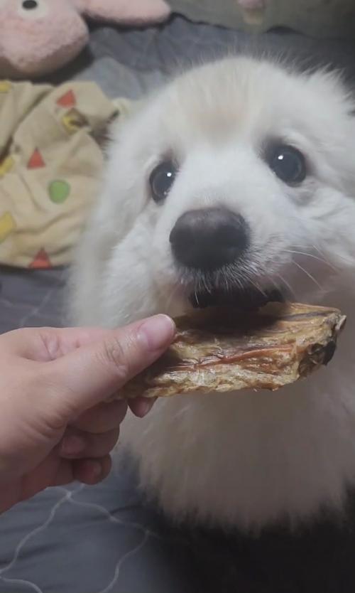 애교 많은 아이 원하시는 분