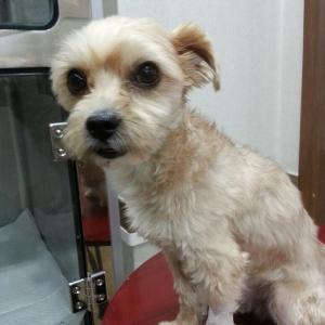 미미 빨간색옷입은강아지 찾습니다