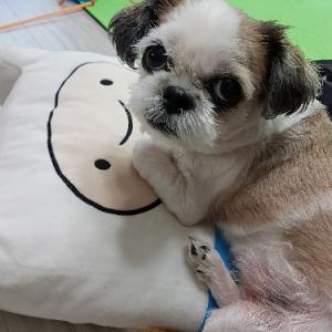 (서산)시츄 강아지를 간절히 찾고 있습니다.