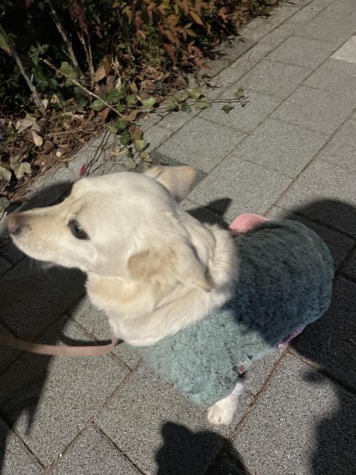 화명동 강아지 주인 찾습니다