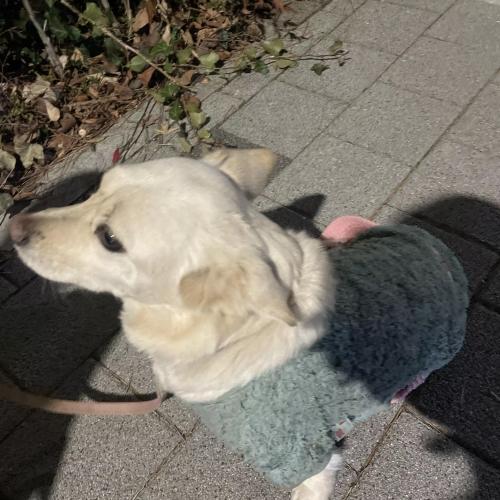 화명동 강아지 주인 찾습니다