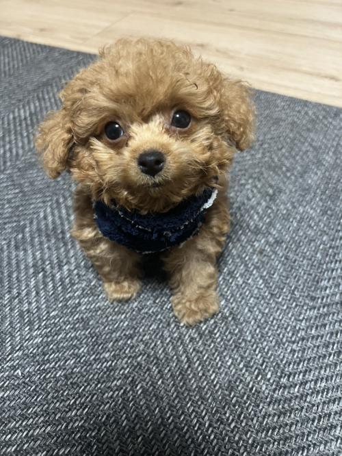 토이푸들 분양합니다