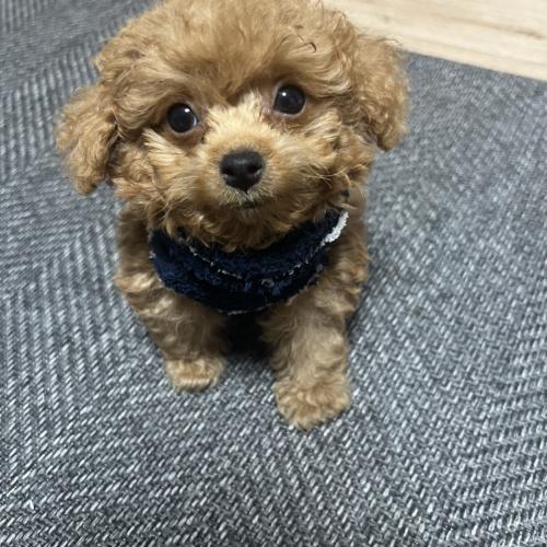 토이푸들 분양합니다