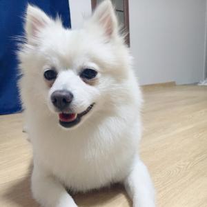 하얀색스피츠 방울이 찾아요