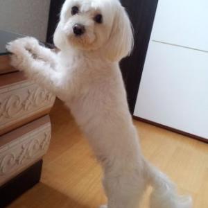 난이를 찾습니다 (말티즈)