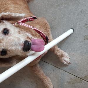 인천 주안 갈색 푸들 찾아요