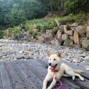 집안의 백구를 누군가 가져갔어요