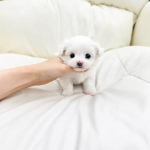 말티즈와 비숑의 완벽한 만남 말티숑분양 보내요